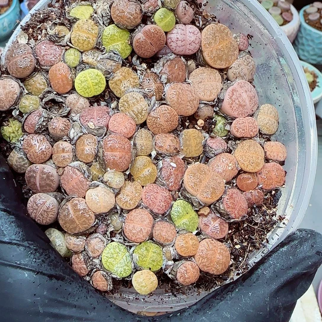 生石花满18包邮1205-5