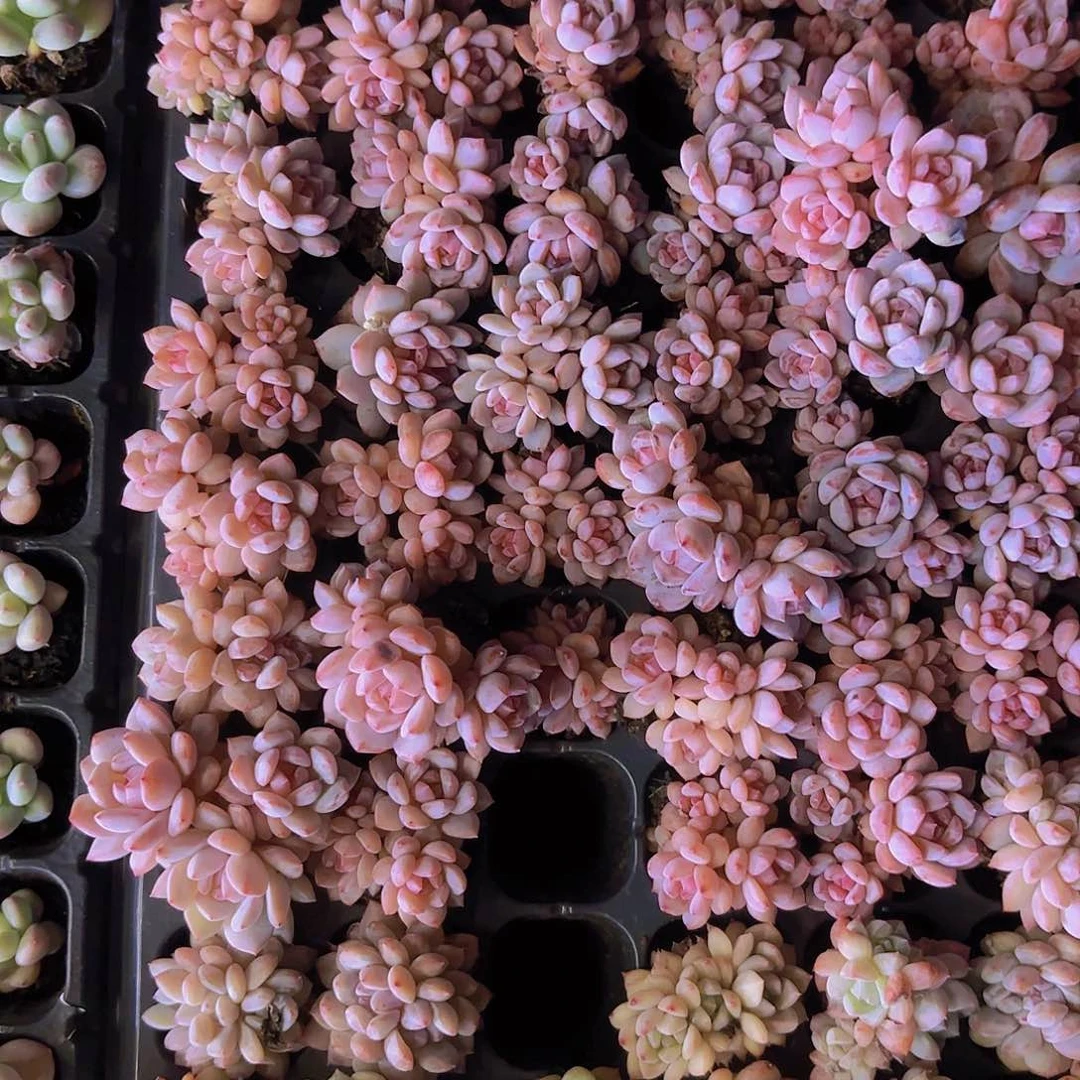 星星橙群一颗量拍