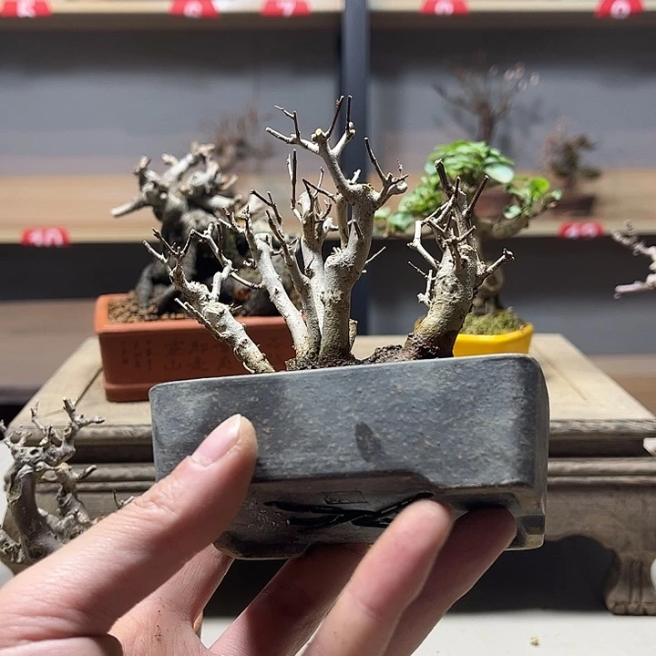 q***r无花朵日本姬石榴盆景老庄