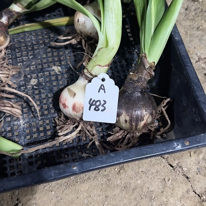 A483朱顶红一棵5+