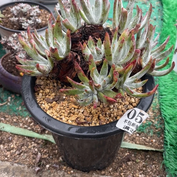 5号雪花多肉植物老庄