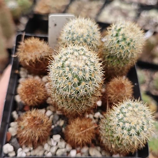 实生播种带大整盆！！！