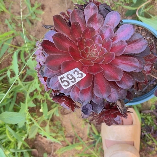 缘***多肉植物一个法师