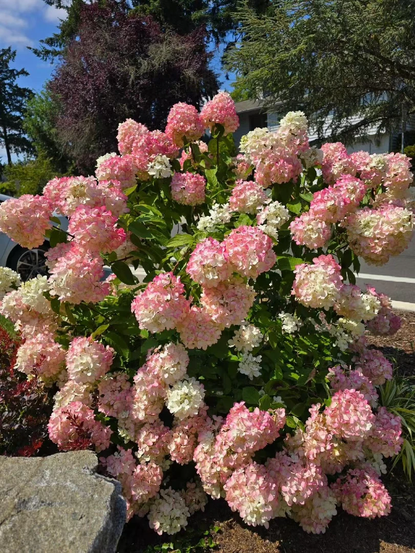 【雪舞】圆锥绣球 1.5加仑 云南露天种植绣球 原盆原土 基地直发