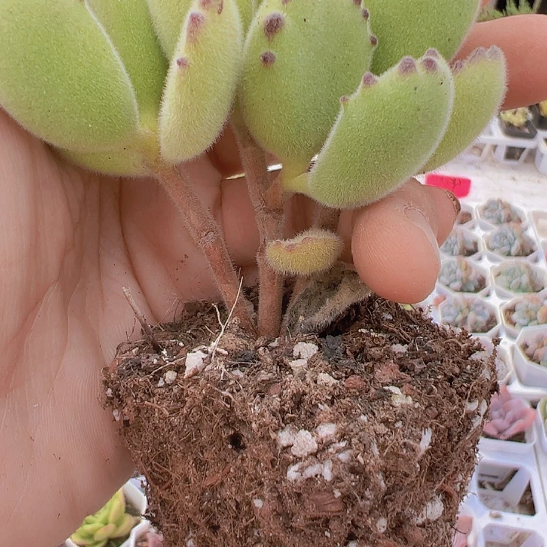 绿熊托土发货19包邮
