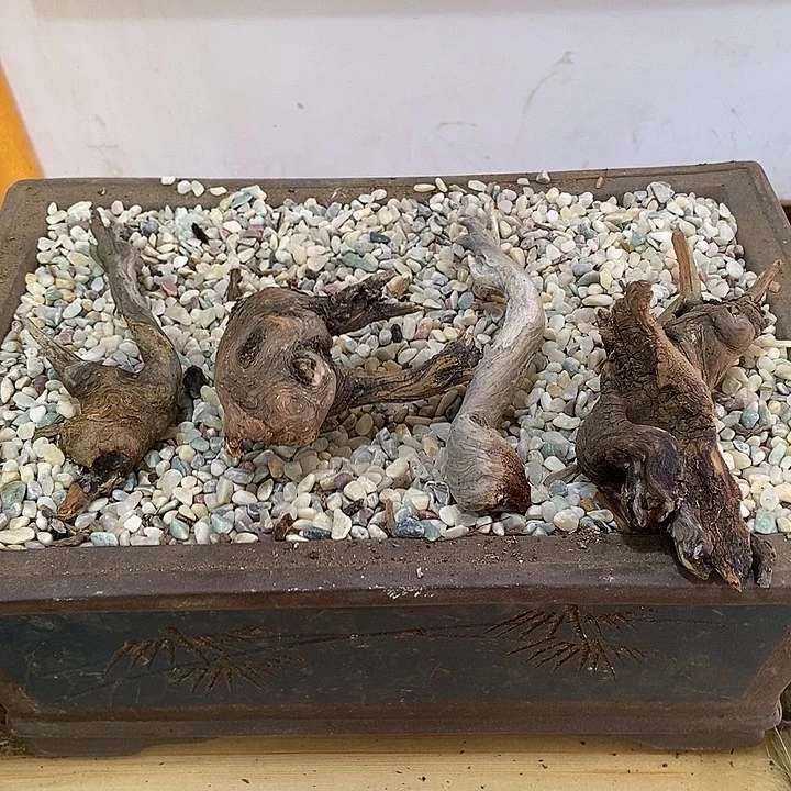 木***店柏木崖柏根雕天然艺术