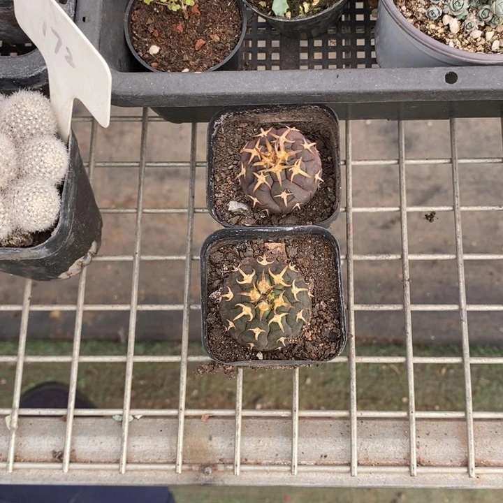 卿**轩伯克利和格蕾纳等著名音乐家都