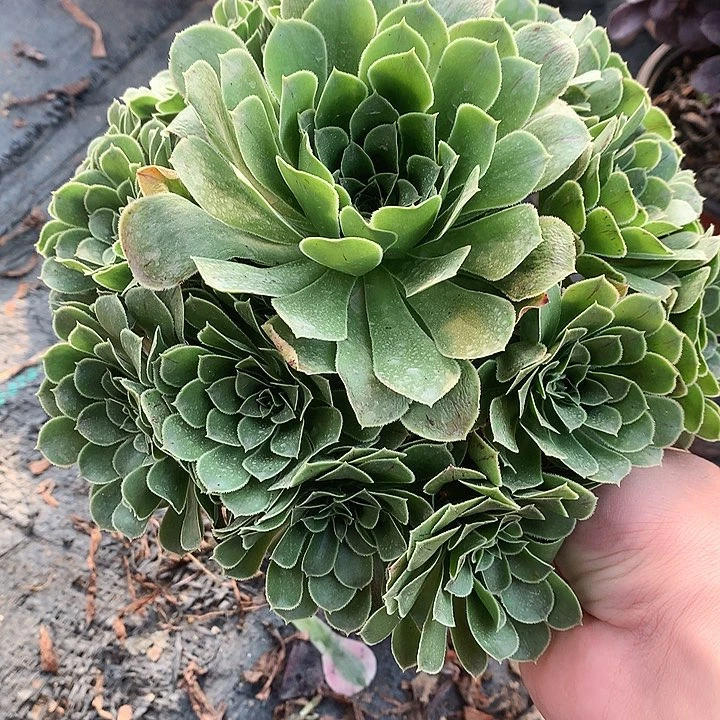 560翡翠多肉植物