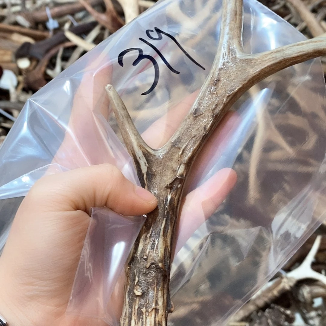 鹿角鹿角鹿角鹿鹿角