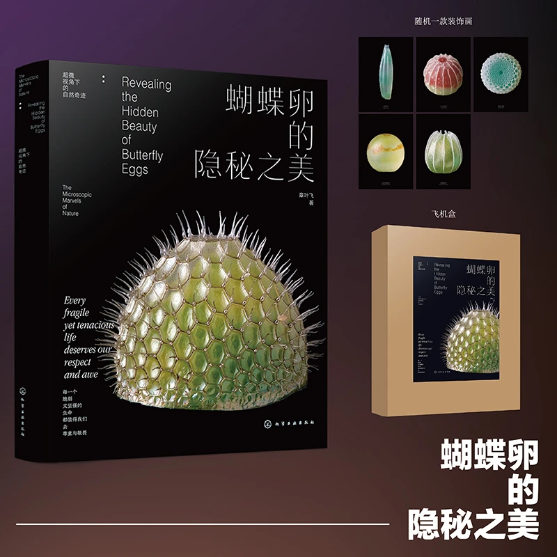 蝴蝶卵的隐秘之美