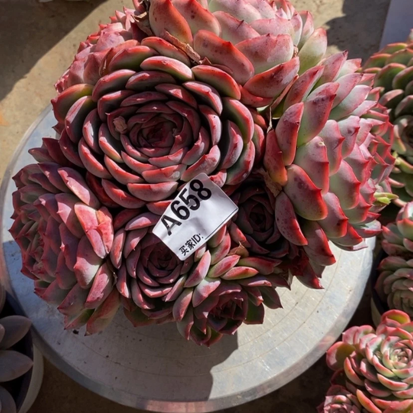 【闪购商品】执**?多肉植物的