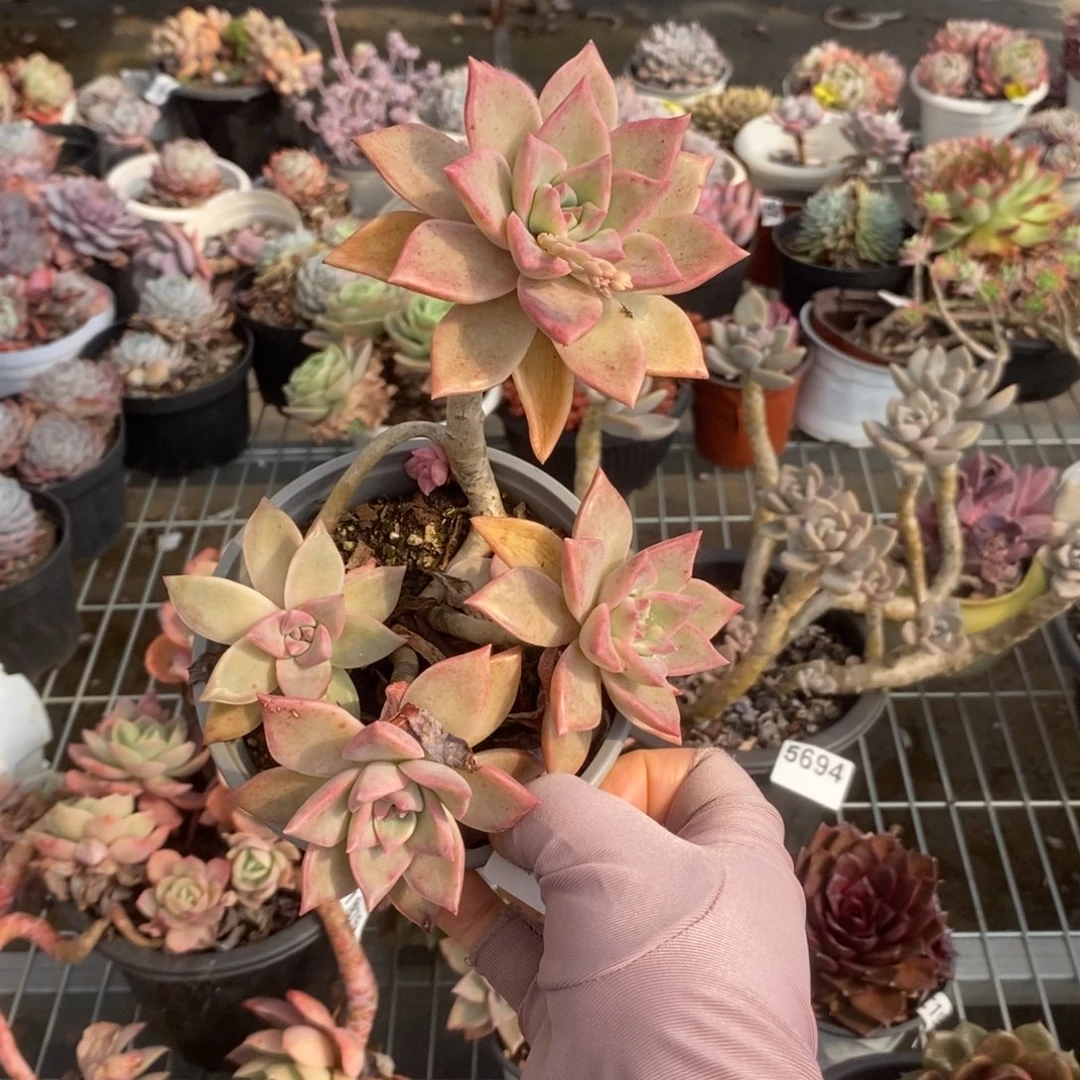 5695宾月老桩一物一拍