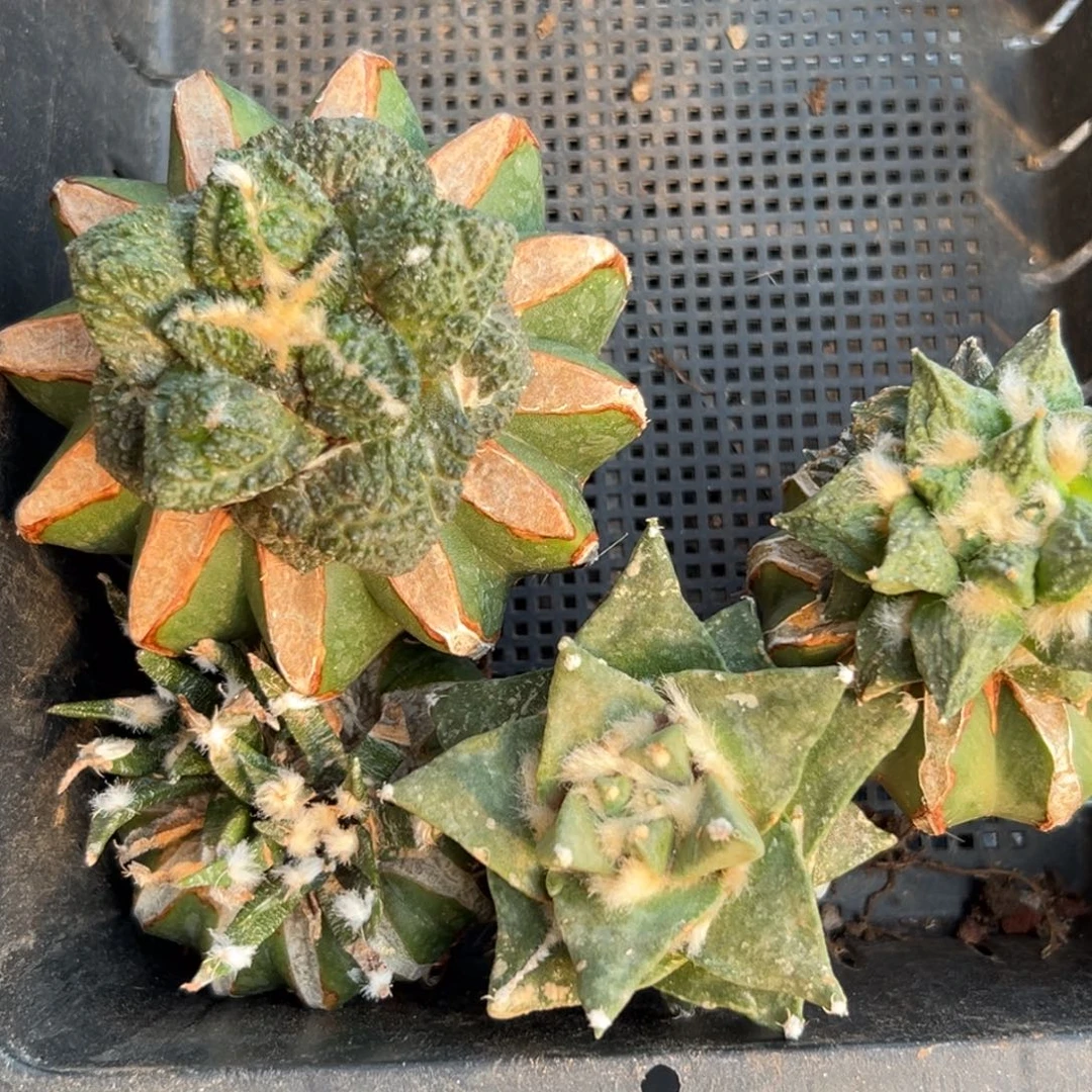 116 仙人球的比赛将