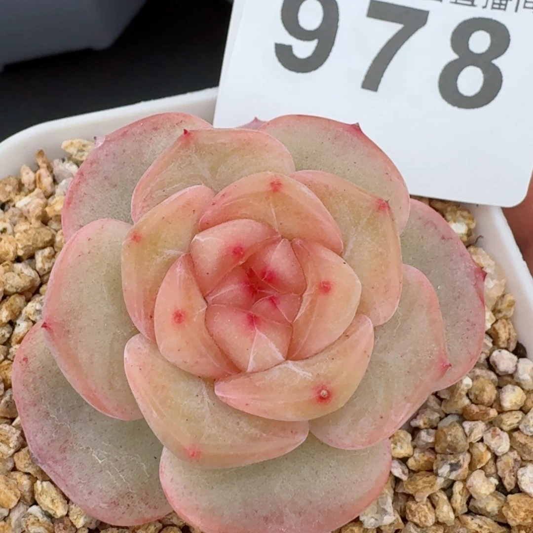 珍妮         精品多肉