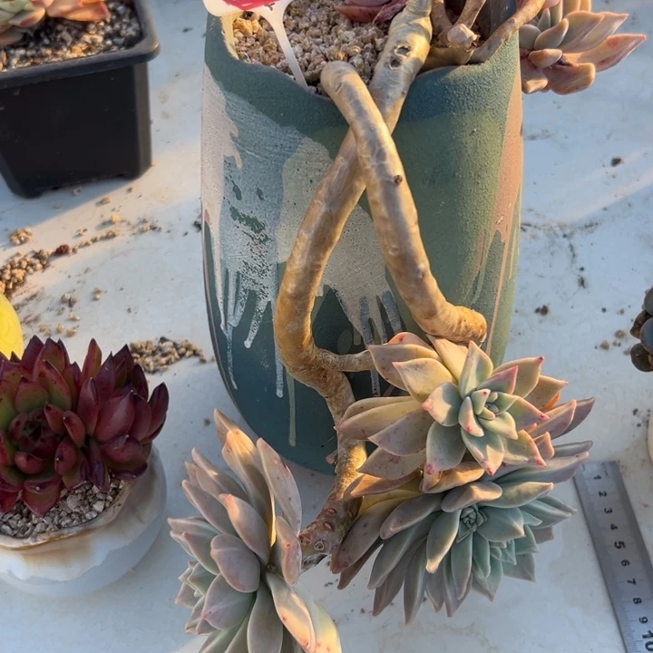 @***@A218造型美肉一物一拍16.8