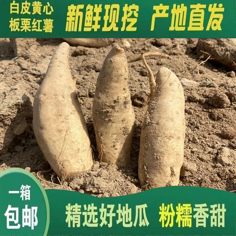 正宗福建白皮黄心红薯粉糯香甜鸡蛋黄板栗薯新鲜当季沙地现挖番薯