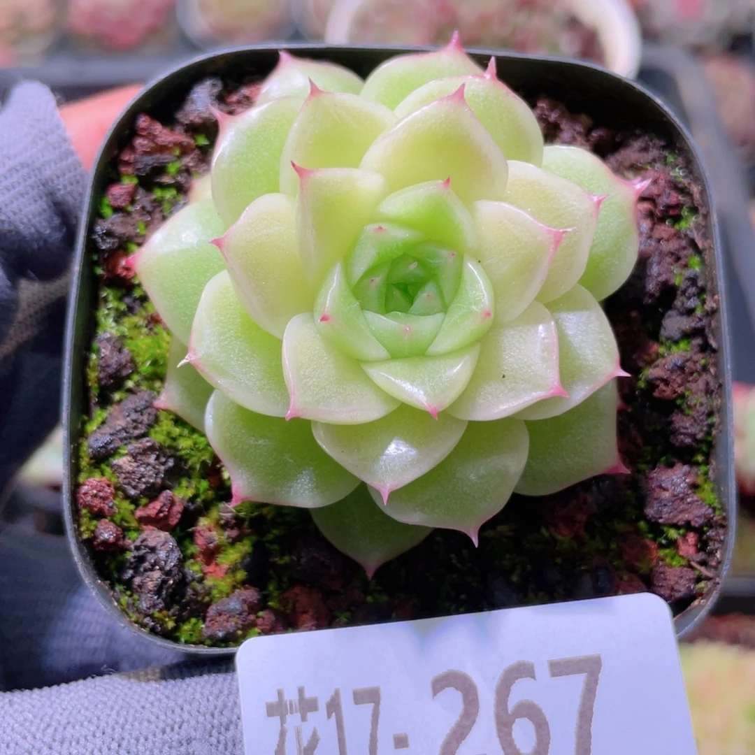 花利美17-267麦秆