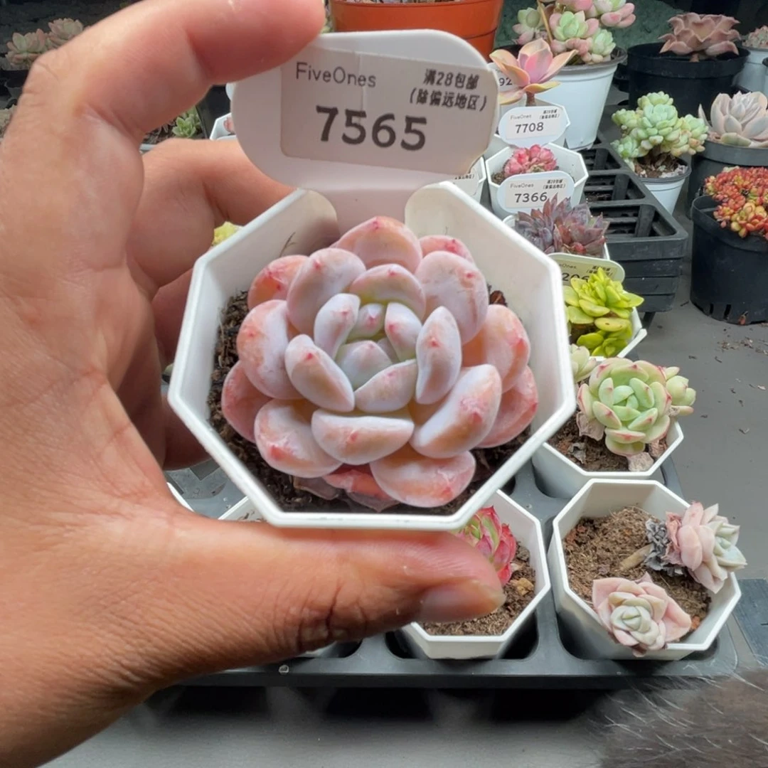 7565橙子5.0厘米
