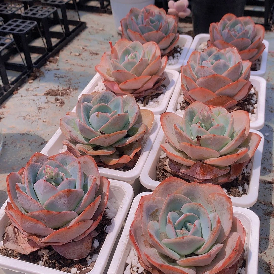 布鲁兰带盆土9494947777777