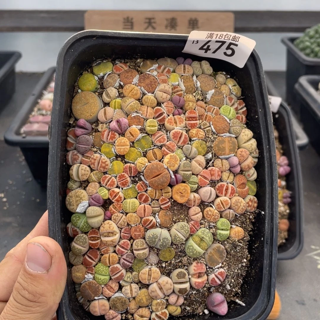 红陶000000000000475