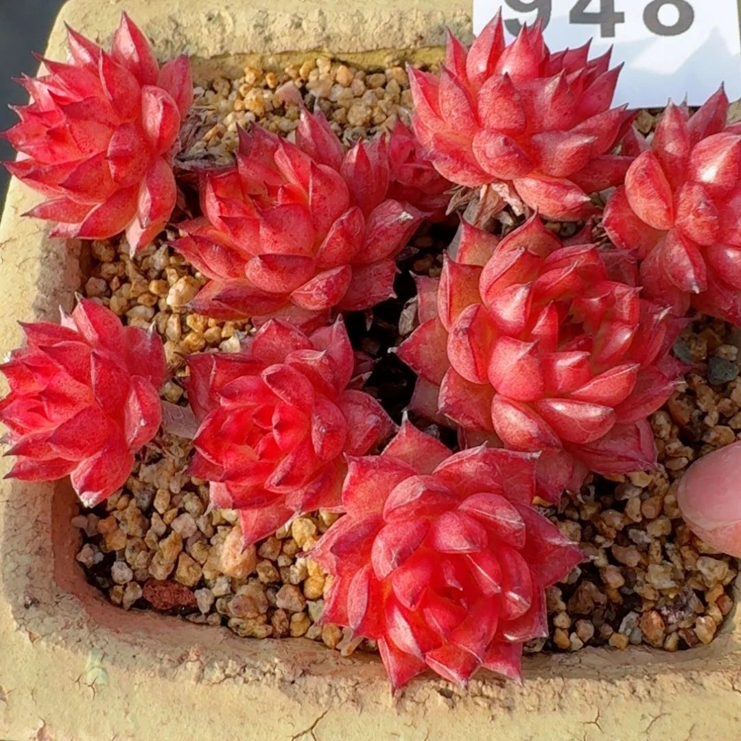 流星雨         精品多肉