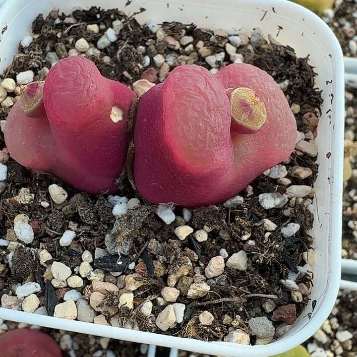 老马生石花222双头吗