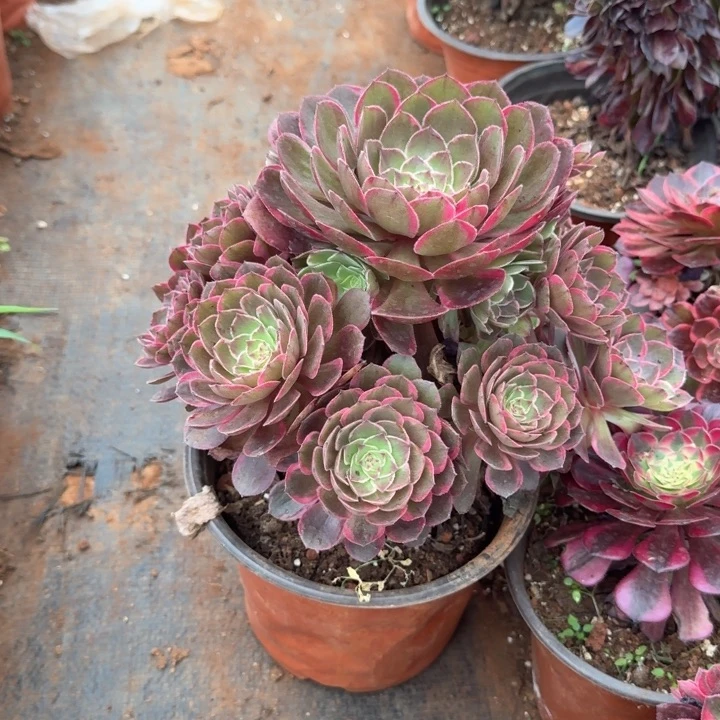 莲花座群生啊啊啊啊
