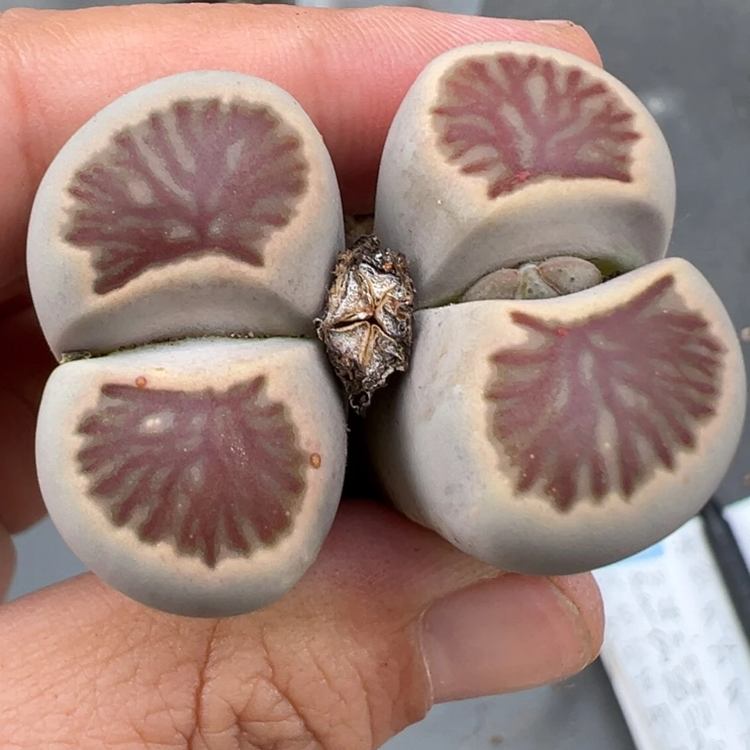 9.24好看的多肉脱土发货283