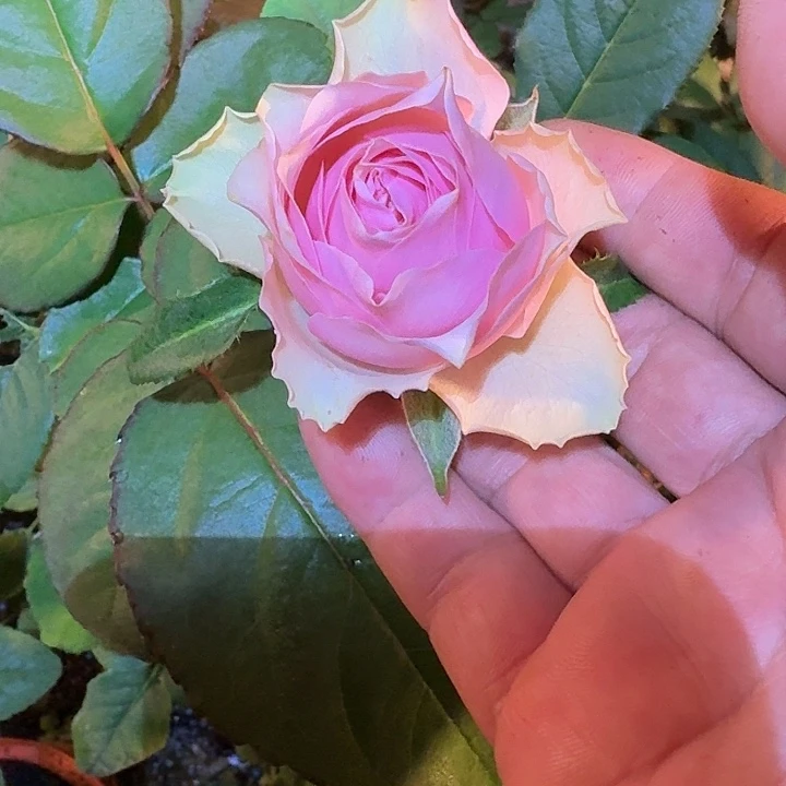 无花朵纤巧中苗一加