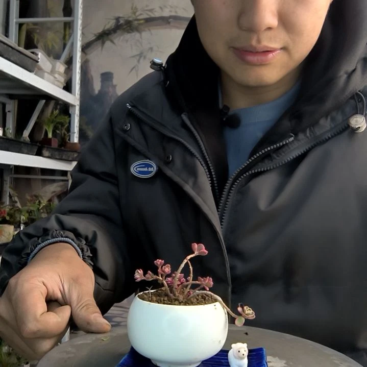 安**️小盆景小植物一物一拍193