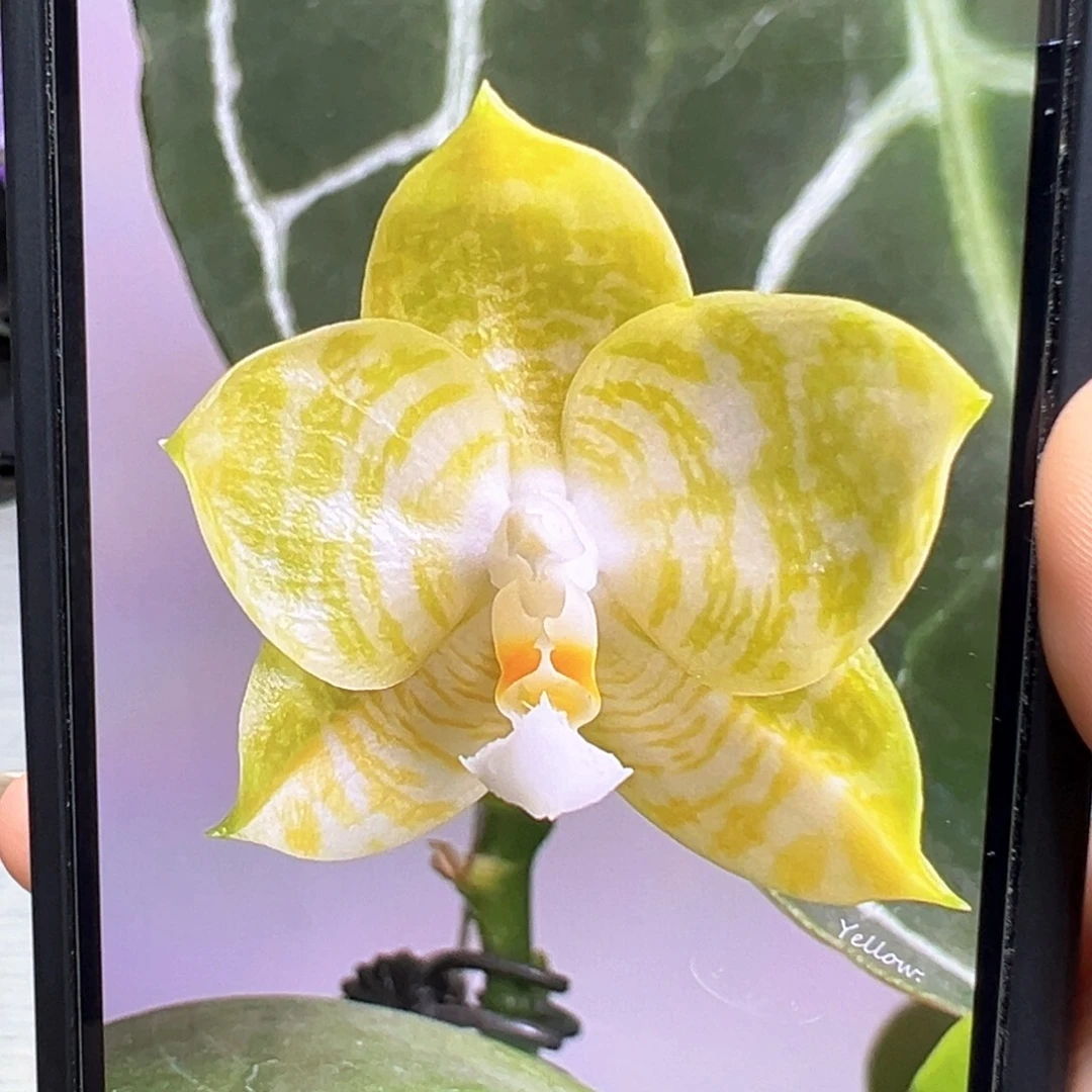 大部分开放少量花苞弥陀白虎