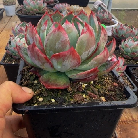 组合套餐编号30号