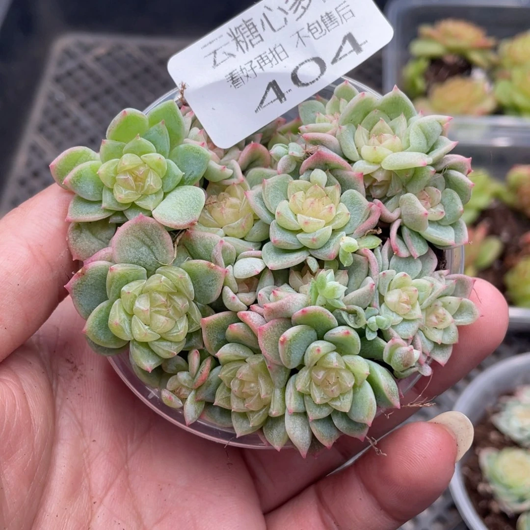 云糖心多肉植物404