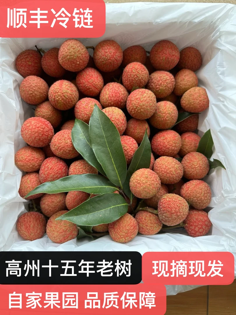 【冷链直运】茂名高州白糖罂荔枝纯甜无酸多汁皮薄肉厚果园保鲜发货