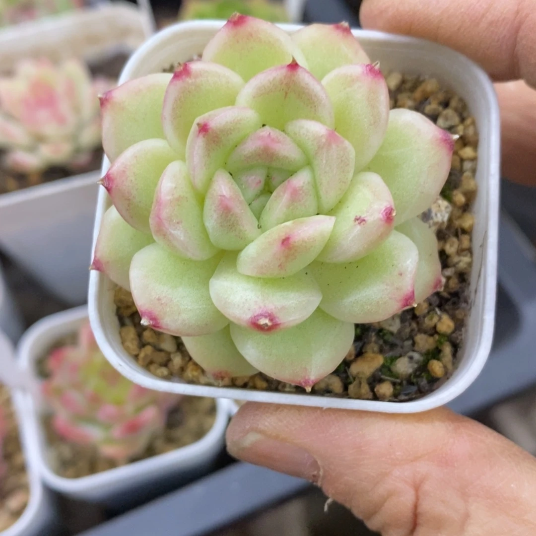 精品多肉一物一拍不包整426