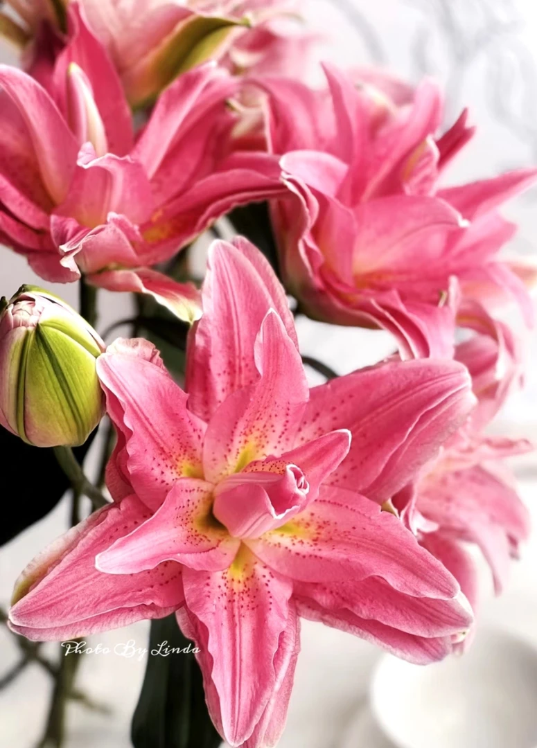 红蜜糖重瓣香水百合鲜花云南直发重瓣百合鲜切花香水百合香气浓郁