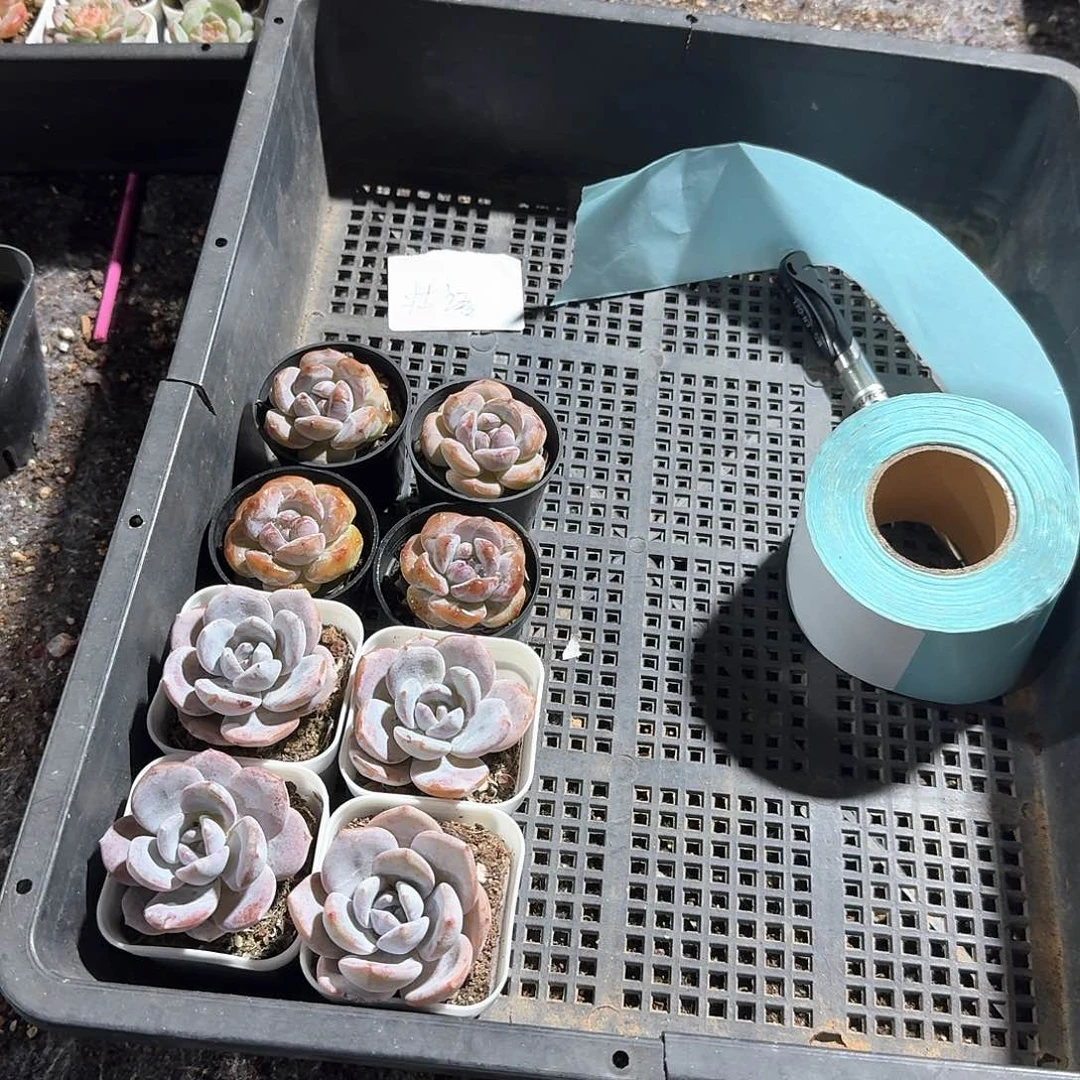 壮语一物一拍专拍