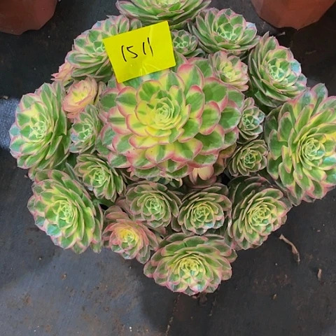 紫**铃1511海仙多肉植物