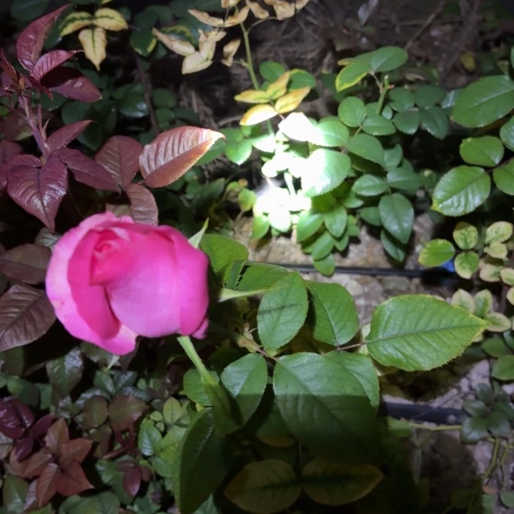 无花朵紫拉芙小苗