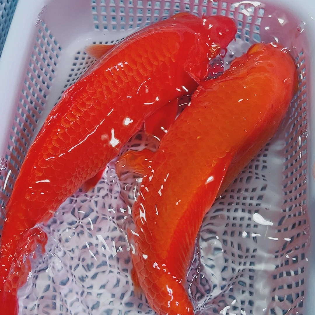 锦鲤锦鲤冷水鱼观赏