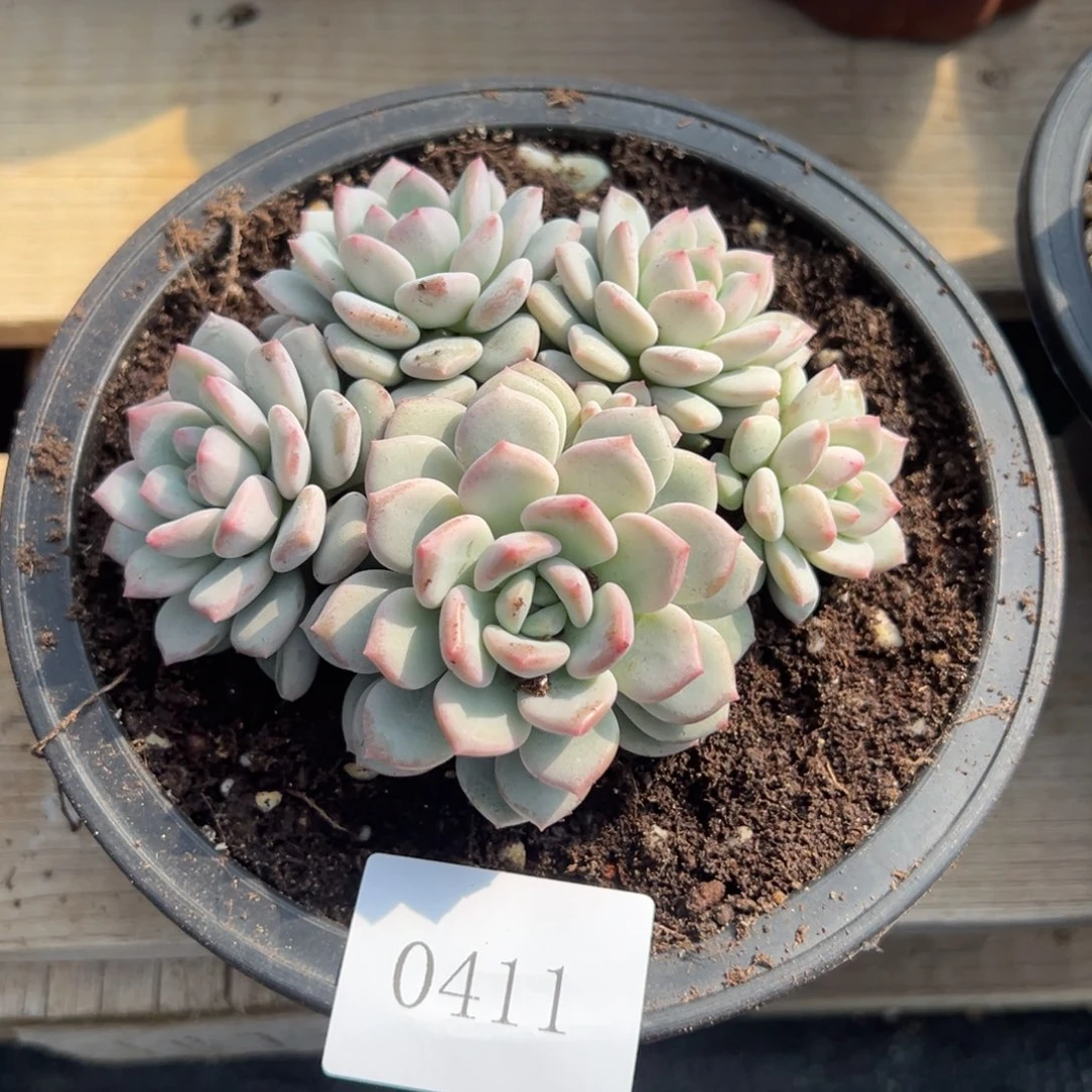 郭**°0411多肉多多多多