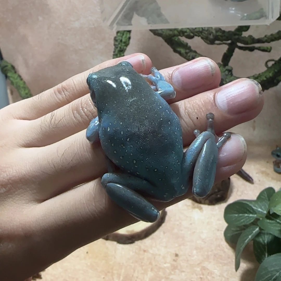 老爷树蛙特蓝金头金背