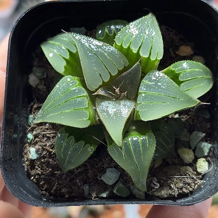 十二卷多肉媚凤111