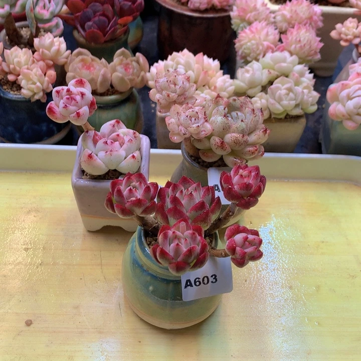 枫*一物一拍满38包邮A603