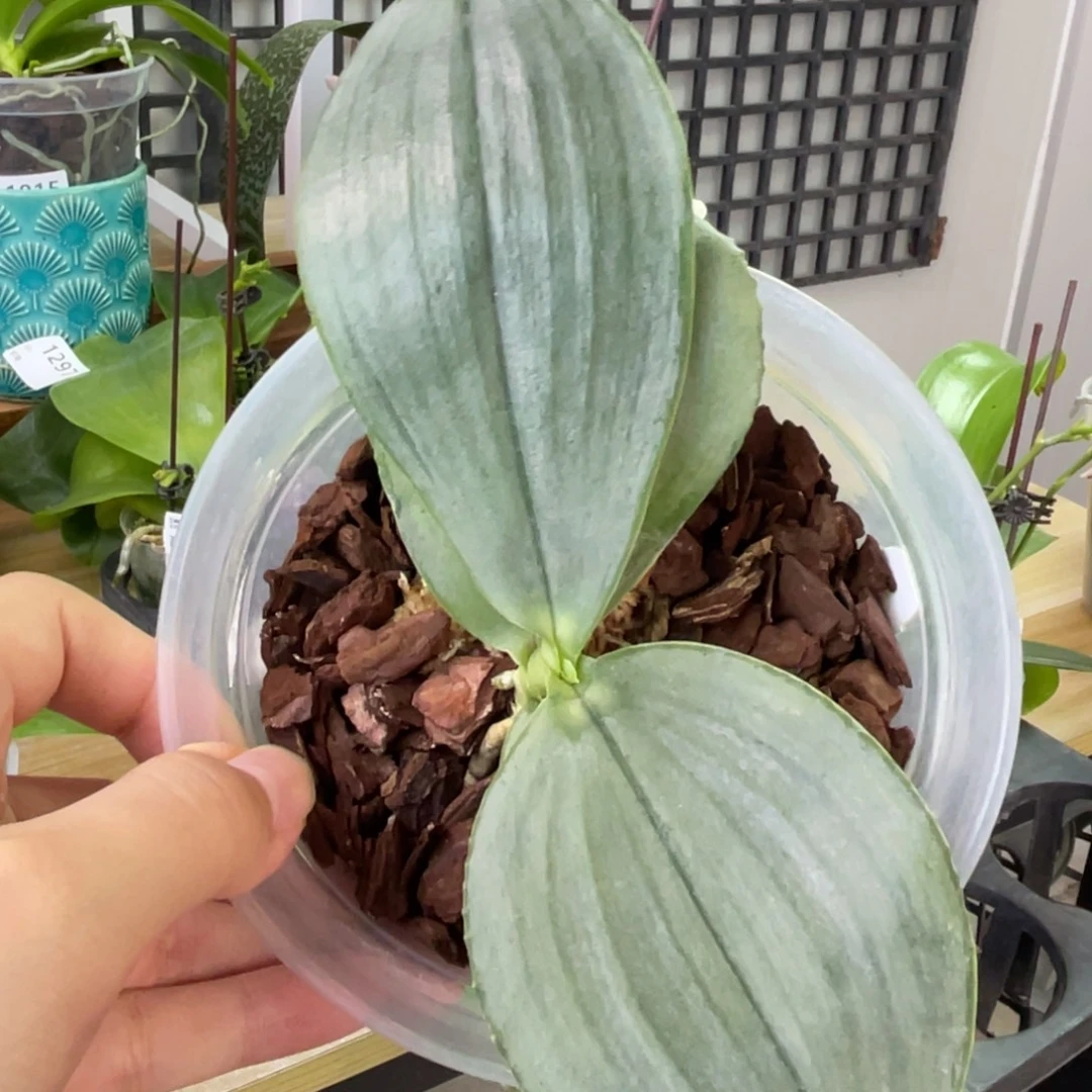 完全开放白象-1674