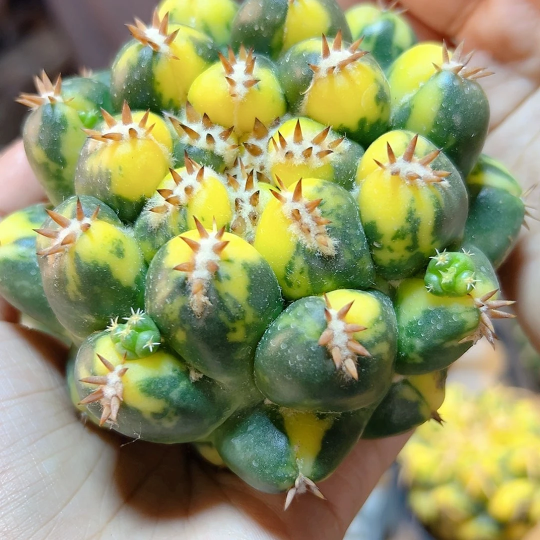 短豪刺獠牙锦含刺9.5公分无根