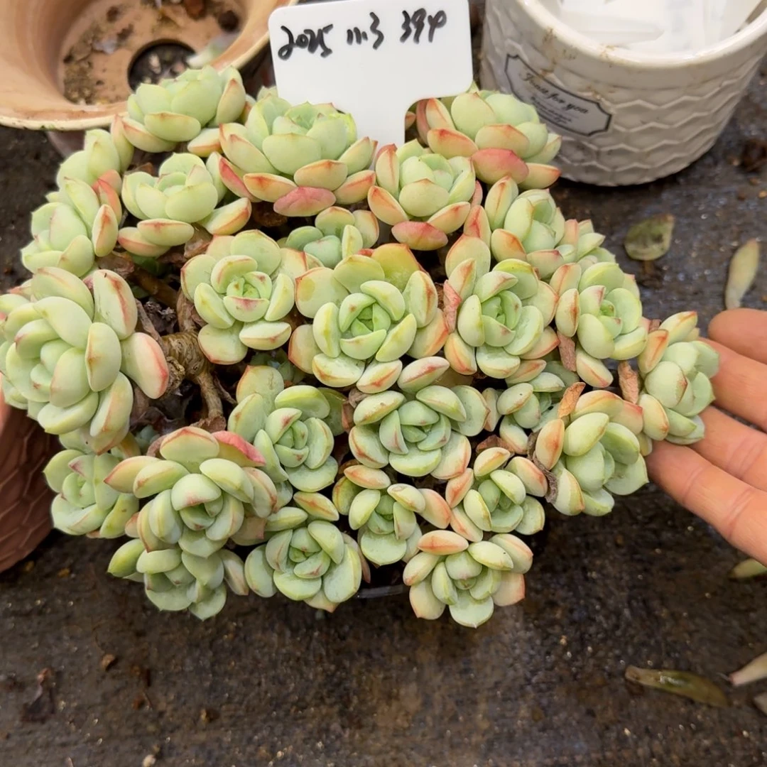 一物一拍香草399号