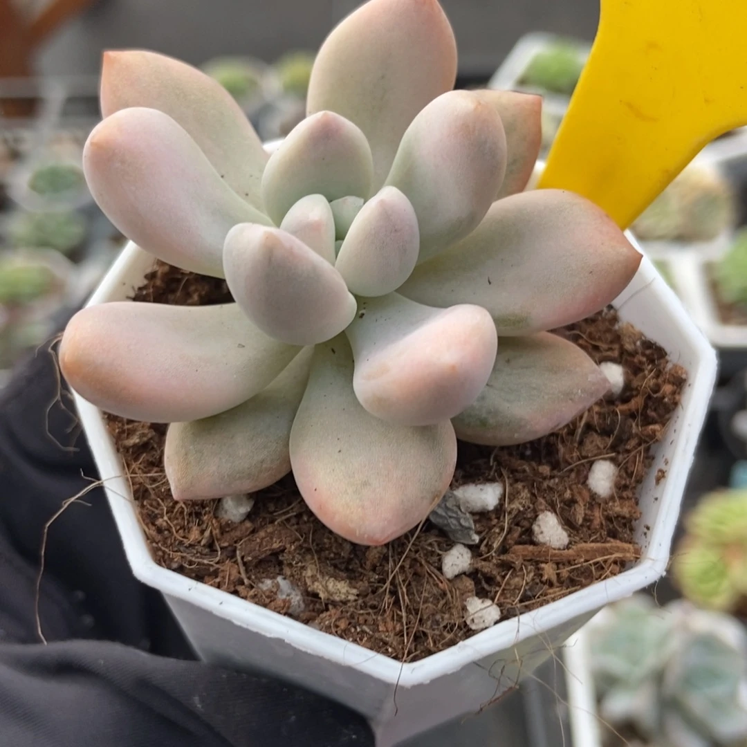 851奥普锦多肉植物
