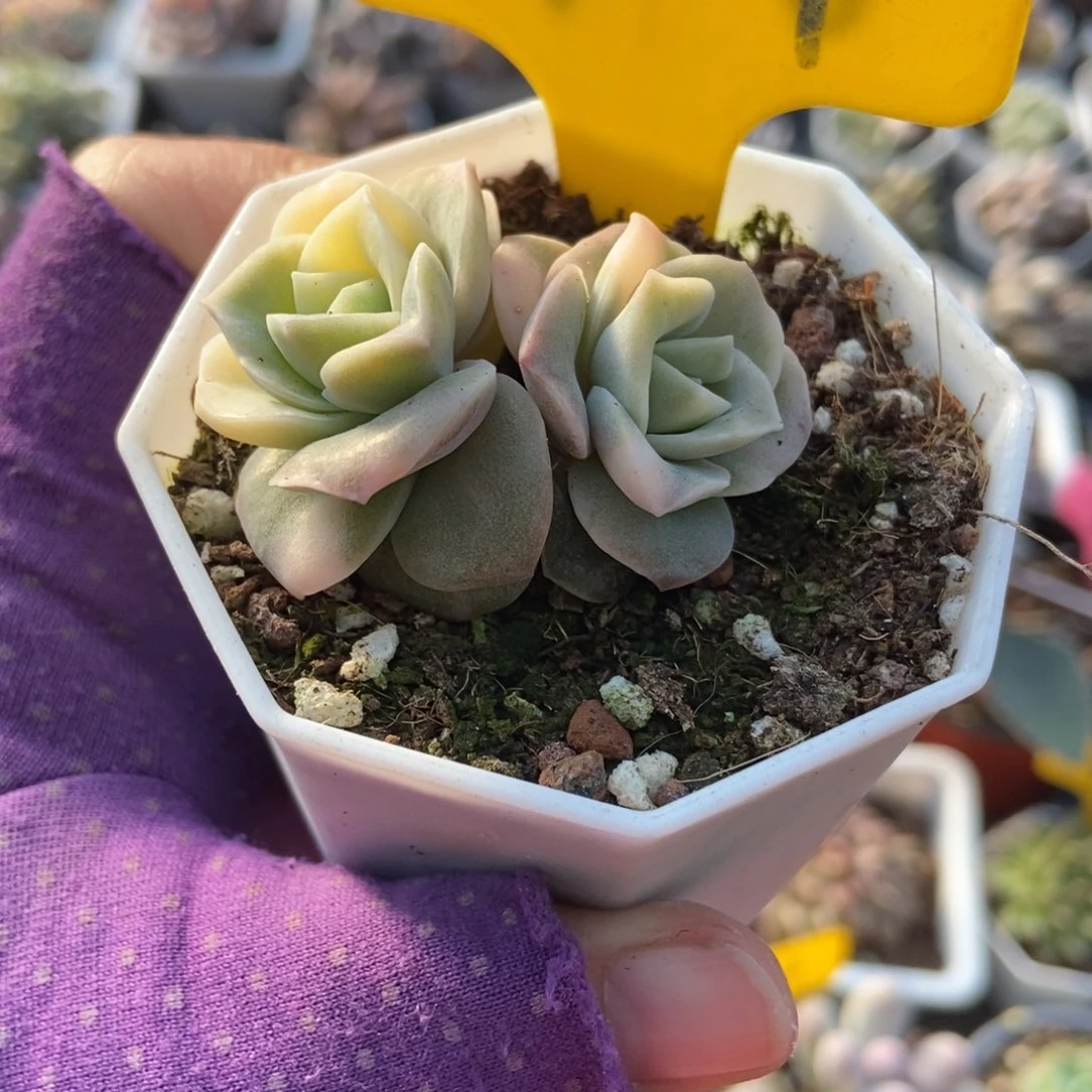 619可爱玫瑰锦多肉植物