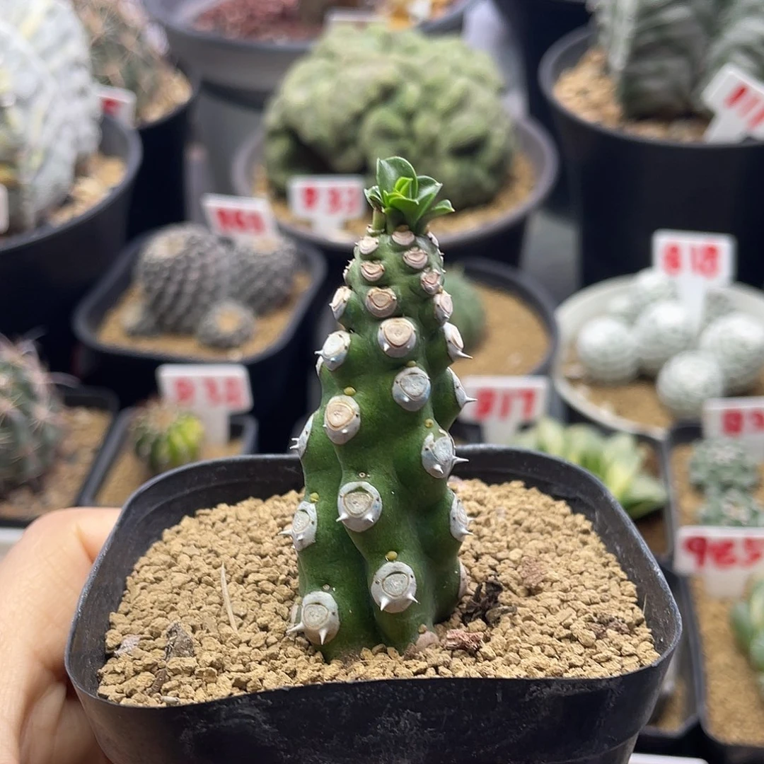 老桩无刺霸王鞭仙人球